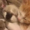 💤 Эмодзи «Paired Cats» для Telegram