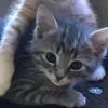 💤 Эмодзи «Paired Cats» для Telegram