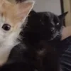 💤 Эмодзи «Paired Cats» для Telegram