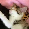 💤 Эмодзи «Paired Cats» для Telegram