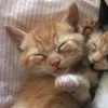 💤 Эмодзи «Paired Cats» для Telegram