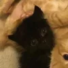 💤 Эмодзи «Paired Cats» для Telegram