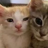 💤 Эмодзи «Paired Cats» для Telegram