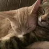 Эмодзи Paired Cats для Telegram — скачать