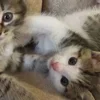 💤 Эмодзи «Paired Cats» для Telegram