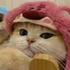 💤 Эмодзи «Paired Cats» для Telegram