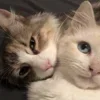 💤 Эмодзи «Paired Cats» для Telegram