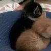 💤 Эмодзи «Paired Cats» для Telegram