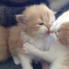 💤 Эмодзи «Paired Cats» для Telegram