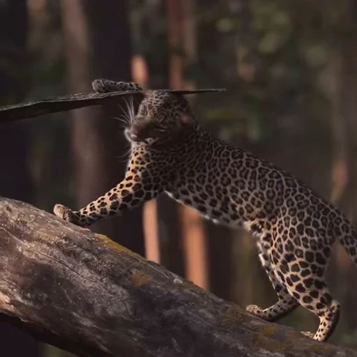 Стикерпак Leopard для Telegram