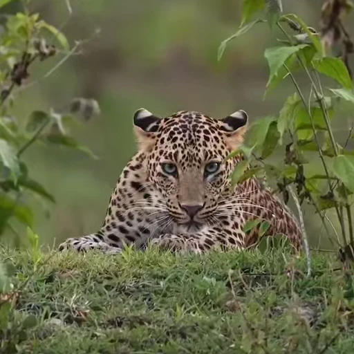 👅 Стикер «Leopard» для Telegram