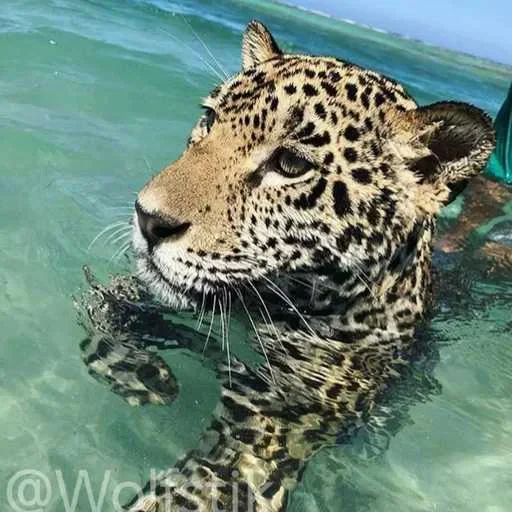 🌊 Стикер «Leopard» для Telegram