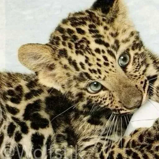 ❤️ Стикер «Leopard» для Telegram