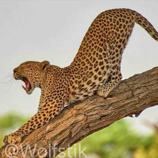 🥱 Стикер «Leopard» для Telegram