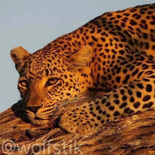 🙄 Стикер «Leopard» для Telegram