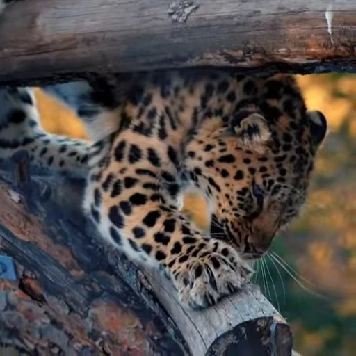 🐾 Стикер «Leopard» для Telegram