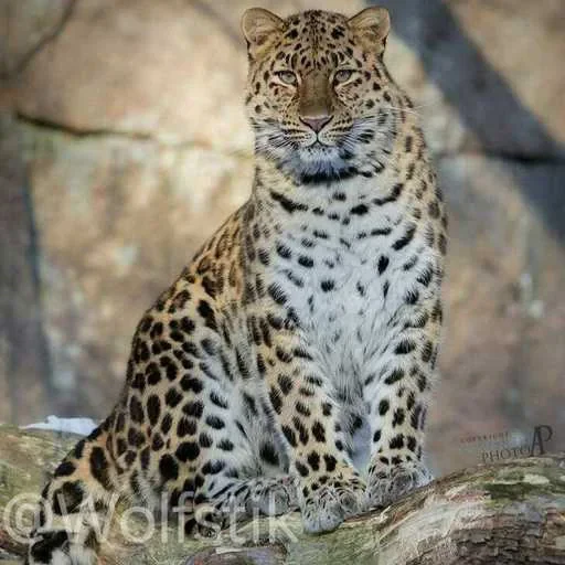 🫤 Стикер «Leopard» для Telegram
