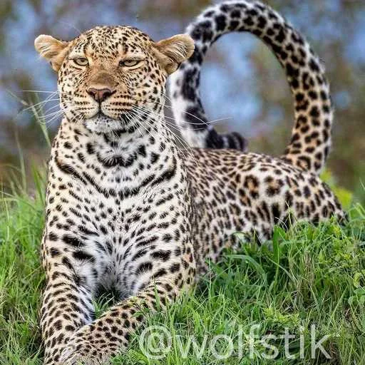 😏 Стикер «Leopard» для Telegram