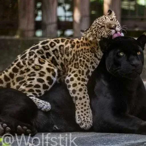 🥱 Стикер «Leopard» для Telegram