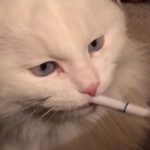 🚬 Стикер «ÐÐ¾Ð» для Telegram