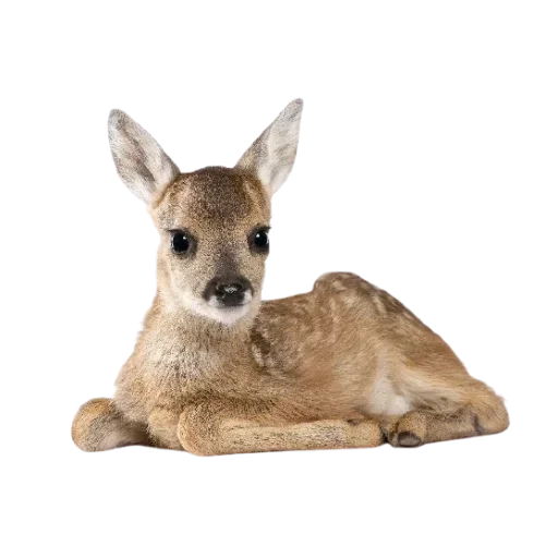 🦌 Стикер «Нежные милые стикеры» для Telegram