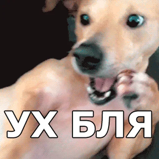 😱 Стикер «Смешные собаки» для Telegram