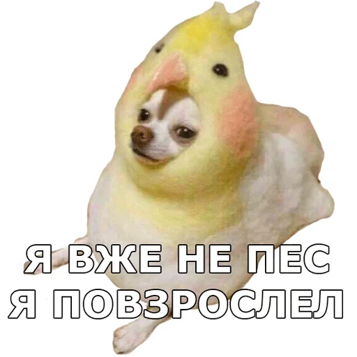 💪 Стикер «Смешные собаки» для Telegram