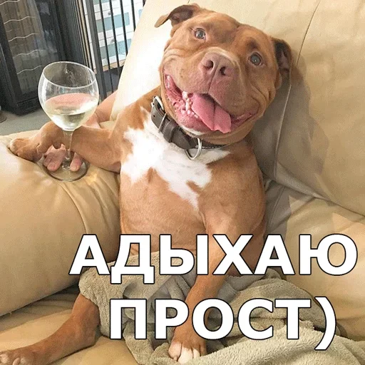 😏 Стикер «Смешные собаки» для Telegram
