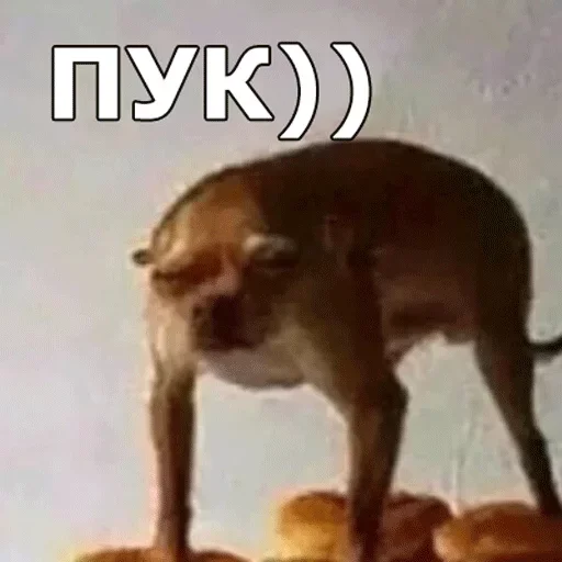 💨 Стикер «Смешные собаки» для Telegram