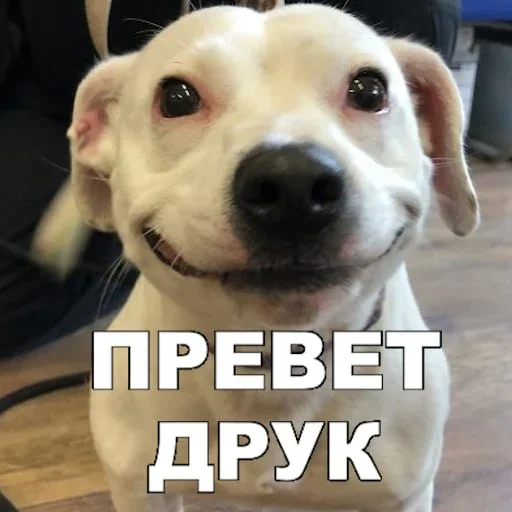 🐶 Стикер «Смешные собаки» для Telegram
