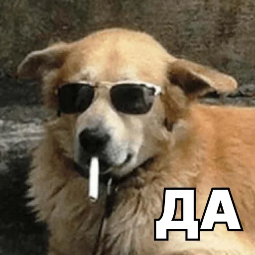 👌 Стикер «Смешные собаки» для Telegram