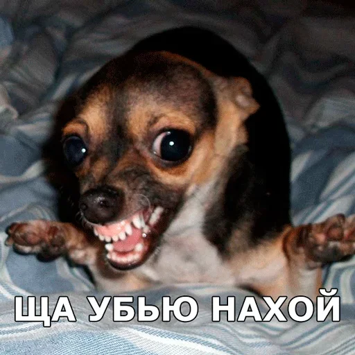 😡 Стикер «Смешные собаки» для Telegram