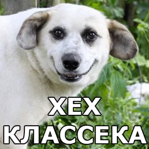 👍 Стикер «Смешные собаки» для Telegram