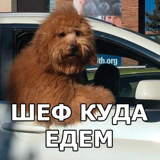 🚗 Стикер «Смешные собаки» для Telegram
