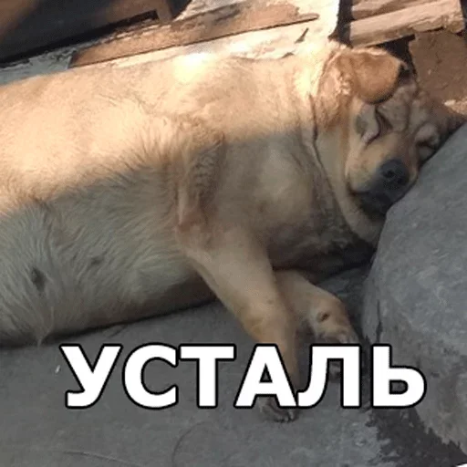 🤤 Стикер «Смешные собаки» для Telegram