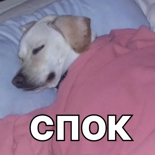😪 Стикер «Смешные собаки» для Telegram