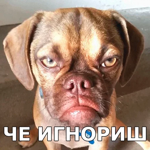 😐 Стикер «Смешные собаки» для Telegram