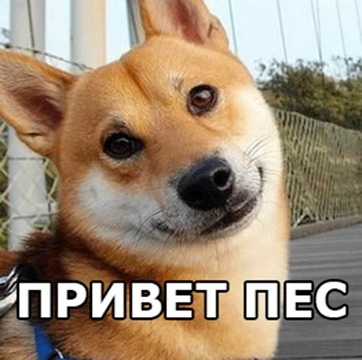 😀 Стикер «Смешные собаки» для Telegram
