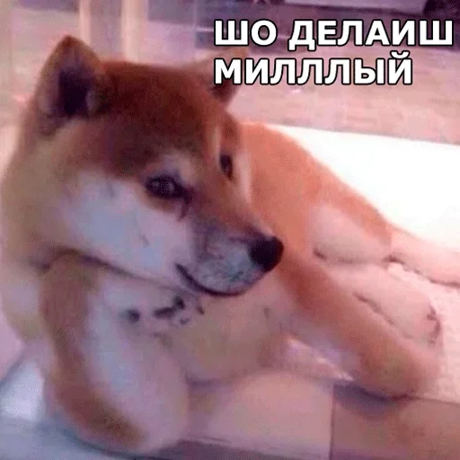 💋 Стикер «Смешные собаки» для Telegram