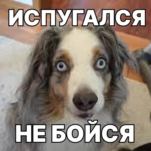 👹 Стикер «Смешные собаки» для Telegram
