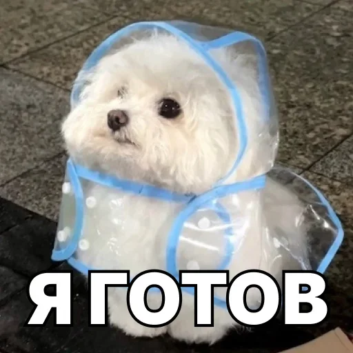 😎 Стикер «Смешные собаки» для Telegram