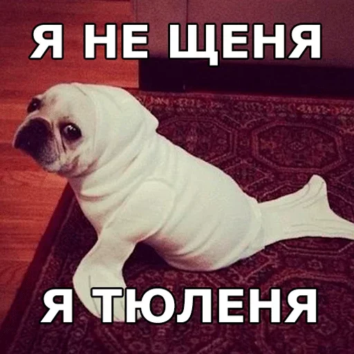🐶 Стикер «Смешные собаки» для Telegram