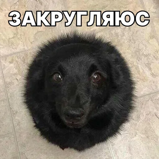🙂‍↔️ Стикер «Смешные собаки» для Telegram