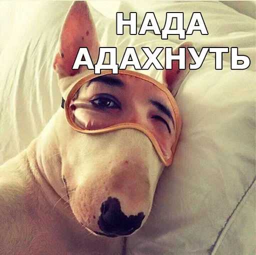 😴 Стикер «Смешные собаки» для Telegram