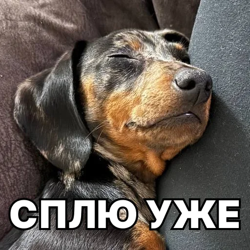 😴 Стикер «Смешные собаки» для Telegram