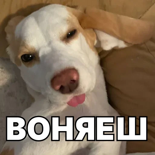 🐷 Стикер «Смешные собаки» для Telegram