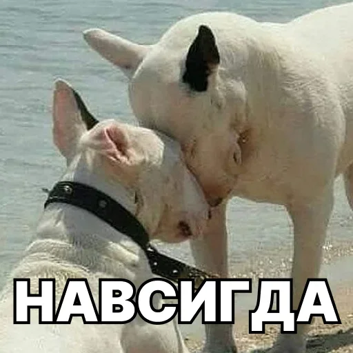 👩‍❤️‍👨 Стикер «Смешные собаки» для Telegram