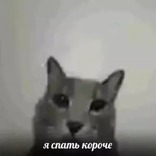 🥱 Стикер «Русские мемные реакции» для Telegram