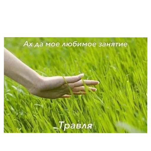 ✋ Стикер «Лесные летние мемы» для Telegram