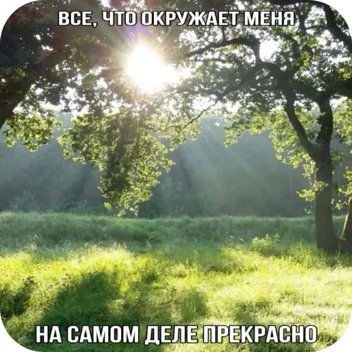 🌲 Стикер «Лесные летние мемы» для Telegram